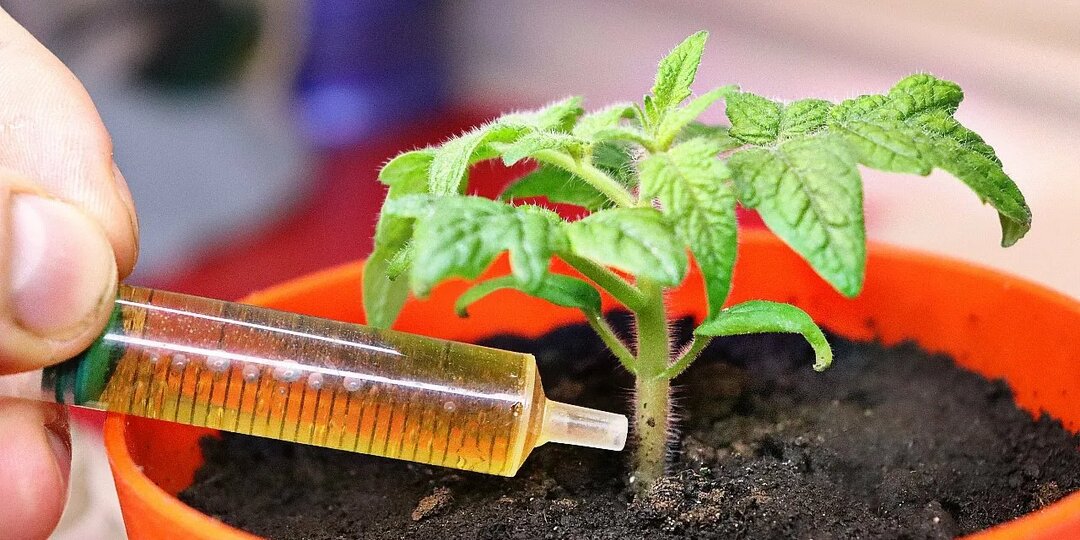 Даю рассаде эти рабочие «живые» подкормки, чтобы она росла толстенькой, крепкой и здоровой