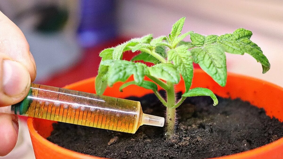 Подкормка рассады