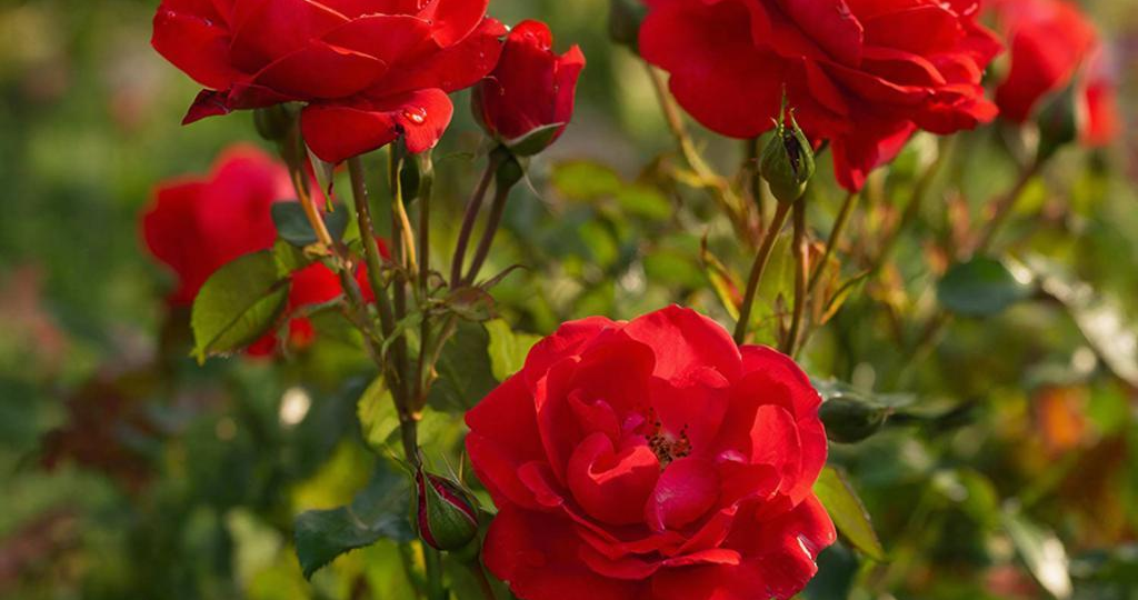 Чем и когда кормить розы: схема для пышного цветения