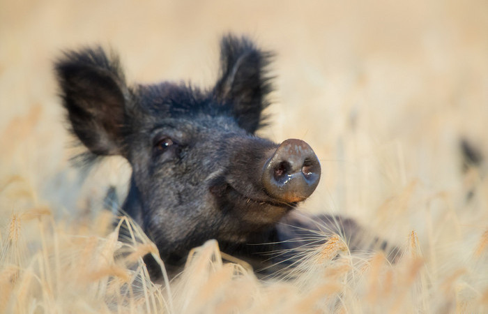 Опасное существо.