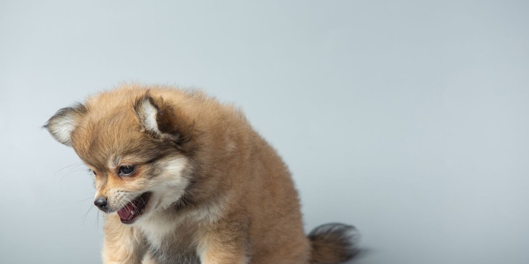 ЕСЛИ РВОТА – ЗНАЧИТ, ОТРАВИЛСЯ?