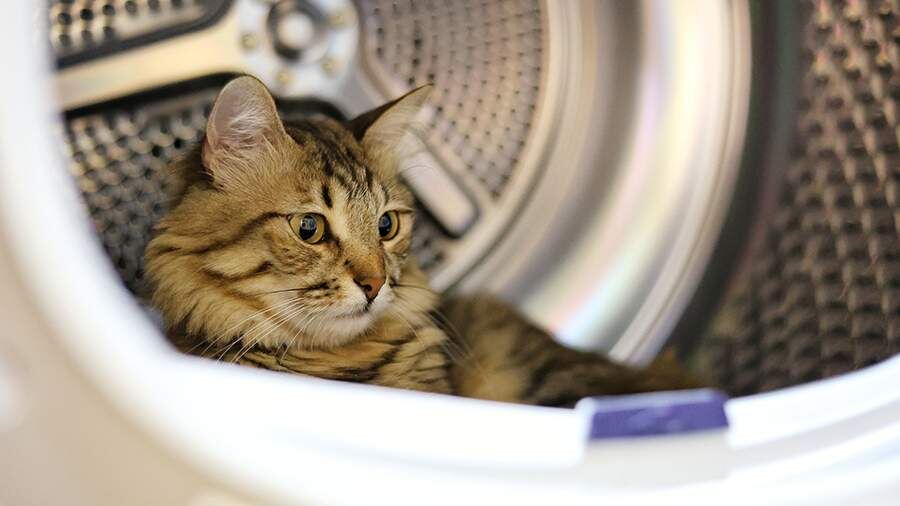 Фото: Getty Images/Damla Lort