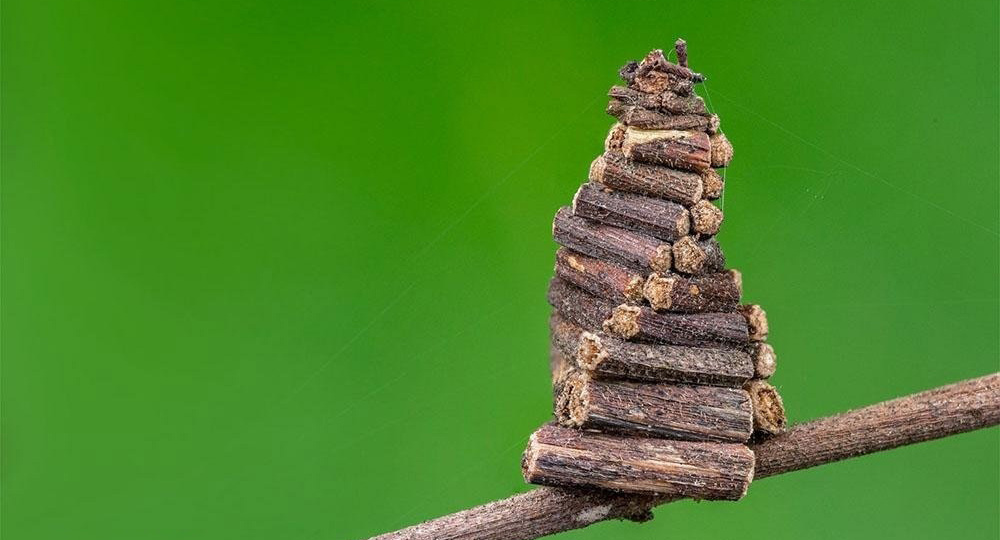 Домики на гусеничном ходу: чьи они?