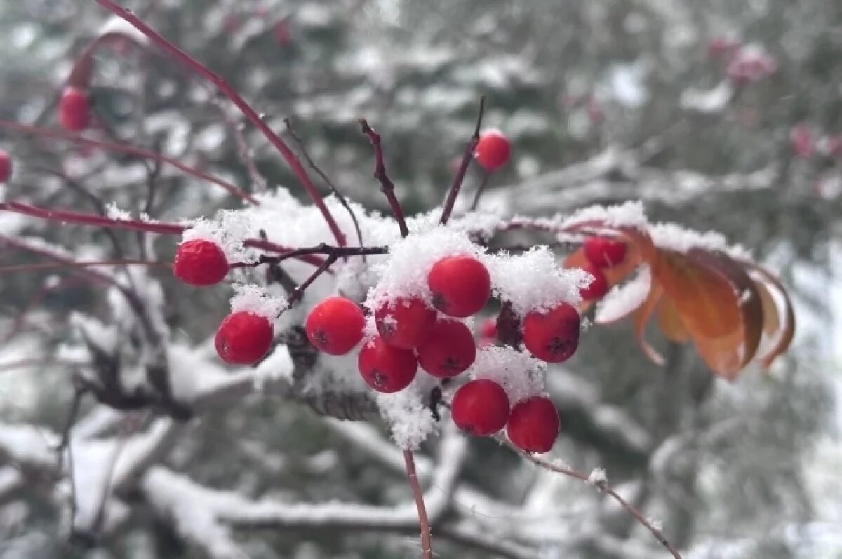    Снег и легкий холод ожидаются в Петропавловске-Камчатском 21 декабря