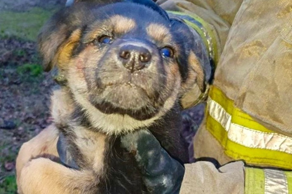    В Макеевке сотрудники МЧС спасли щенка. Фото: МЧС России по ДНР