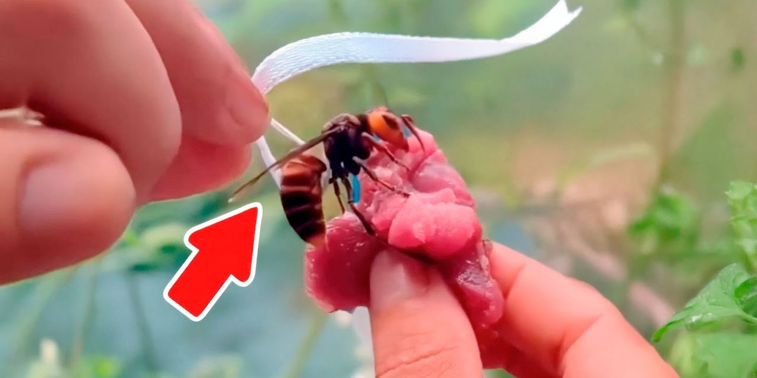 Белый флажок на шершня — и целое гнездо обречено на конец