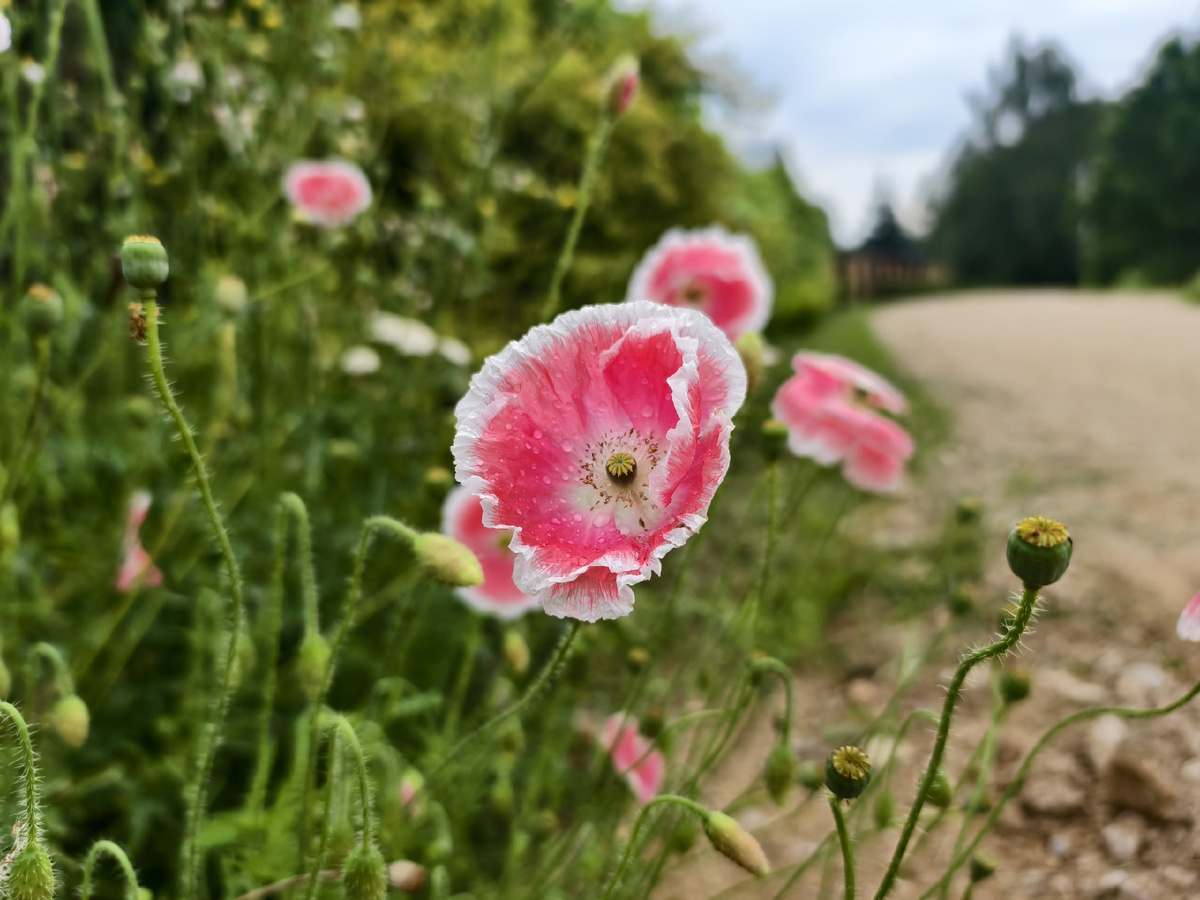 Маки у дороги
