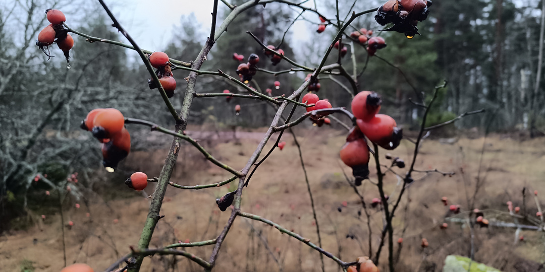 Рубиновое пламя в бокале: Как шиповник спасал северные праздники и почему его называли «лесным вином»