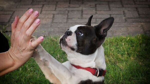    © Фото: pixabay.com