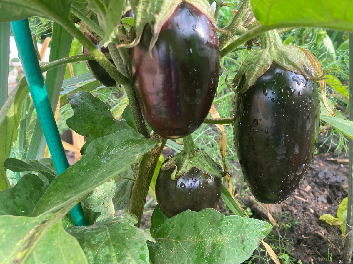 Баклажан Галине 14.07.2025