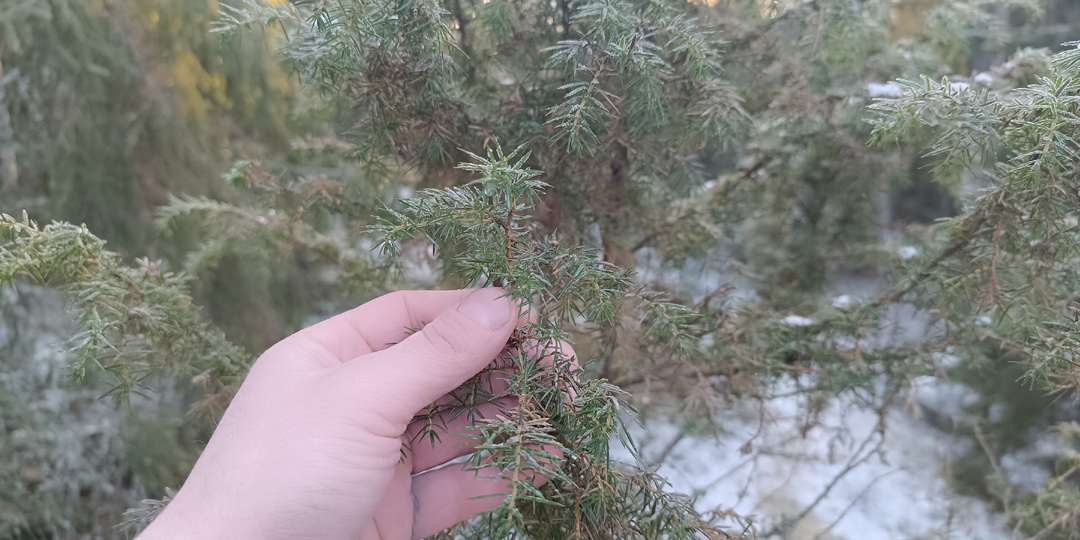 Хвоя в серебре: Почему 30 декабря время открывать можжевеловые запасы и в чем секрет «таежного гостеприимства»