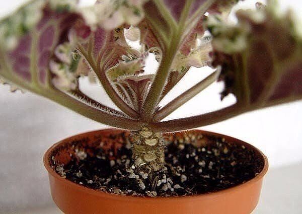 Фиалка с вытянутым стволиком.