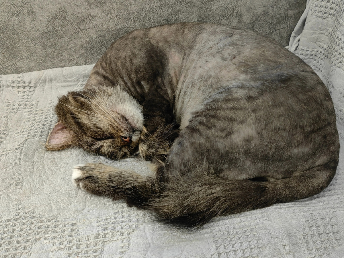 Федот очень полюбил диван. Фото из архива автора