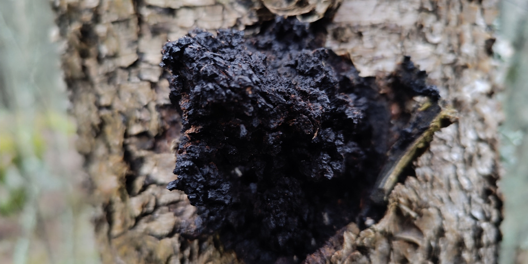 Черное золото березовых рощ: Почему за чагой охотились князья и что скрывает «березовый дар» в канун больших холодов