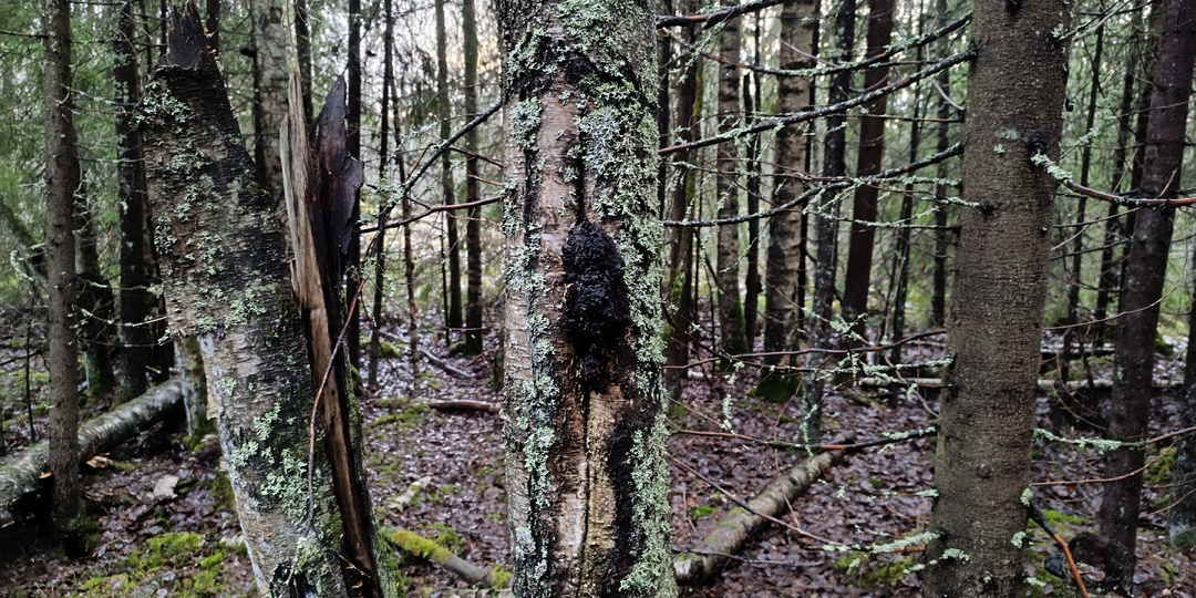 Березовый коньяк своими руками: Как чага «крадет» резкость и дарит напитку благородство старого дуба