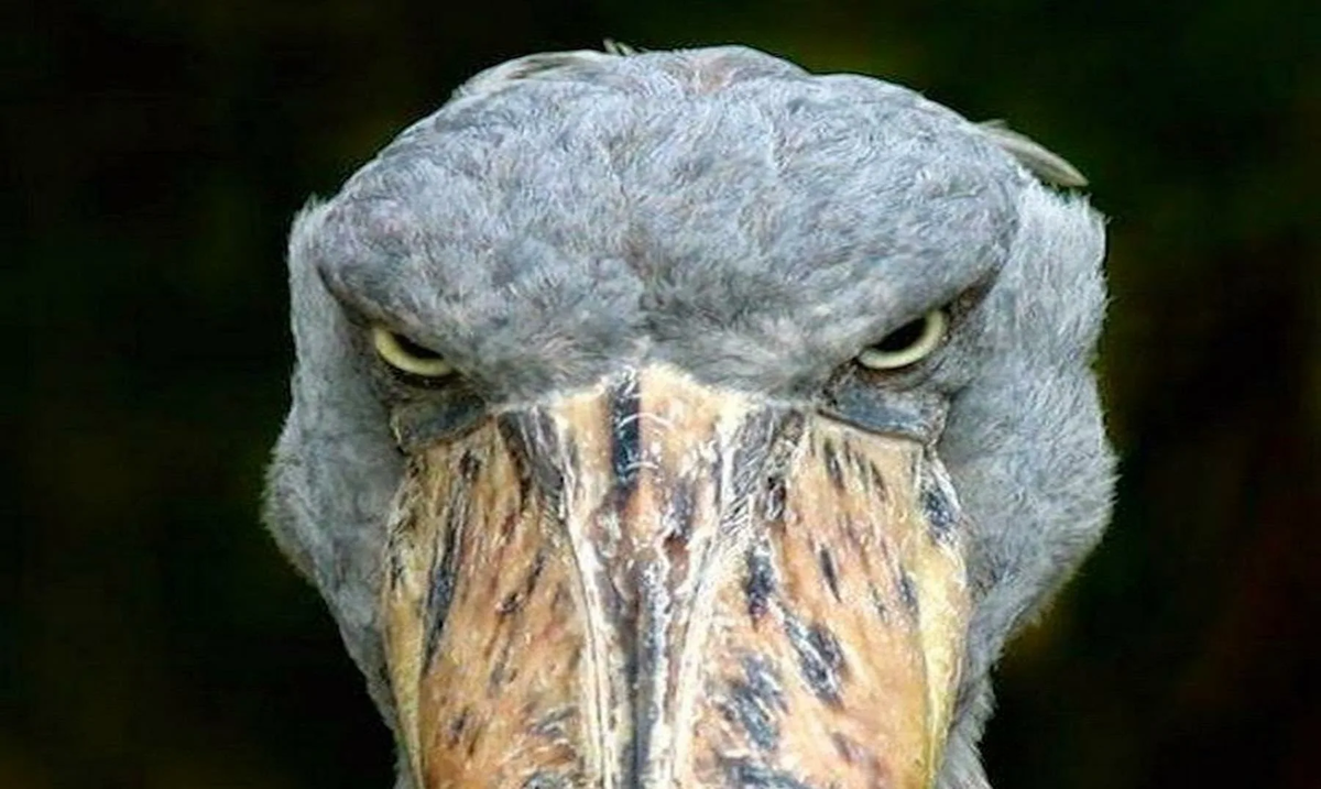 Взгляд такой, будто он знает, что ты делал летом 2008-го, и молчит.