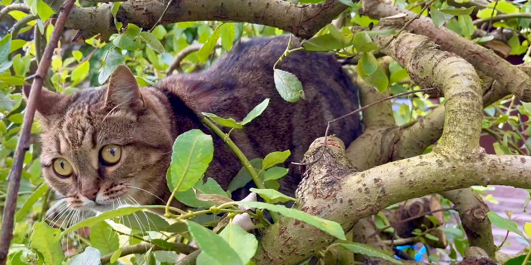 Вторая половина августа в саду. Пересадки / Гортензии / Рокарий.