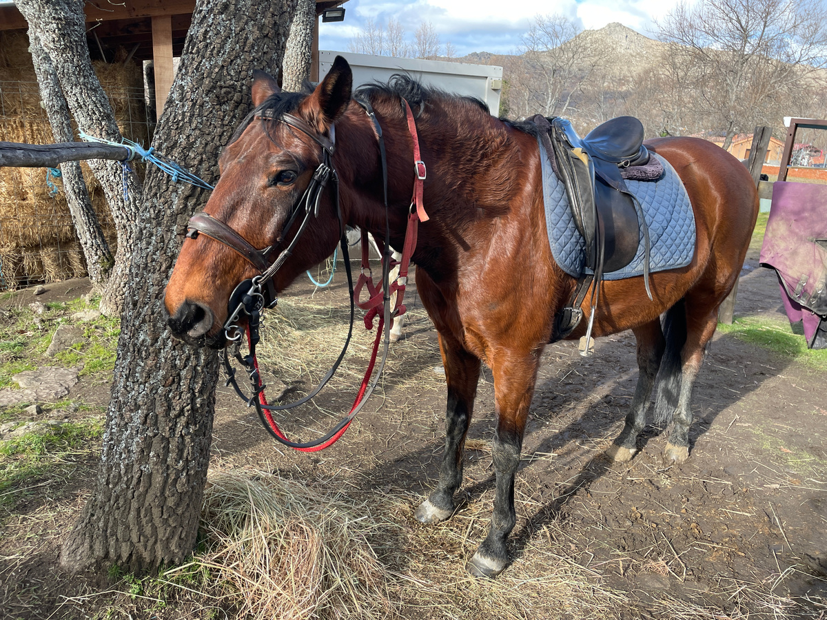 Это Леванте после тренировки. Момент падения, к сожалению, запечатлеть не удалось