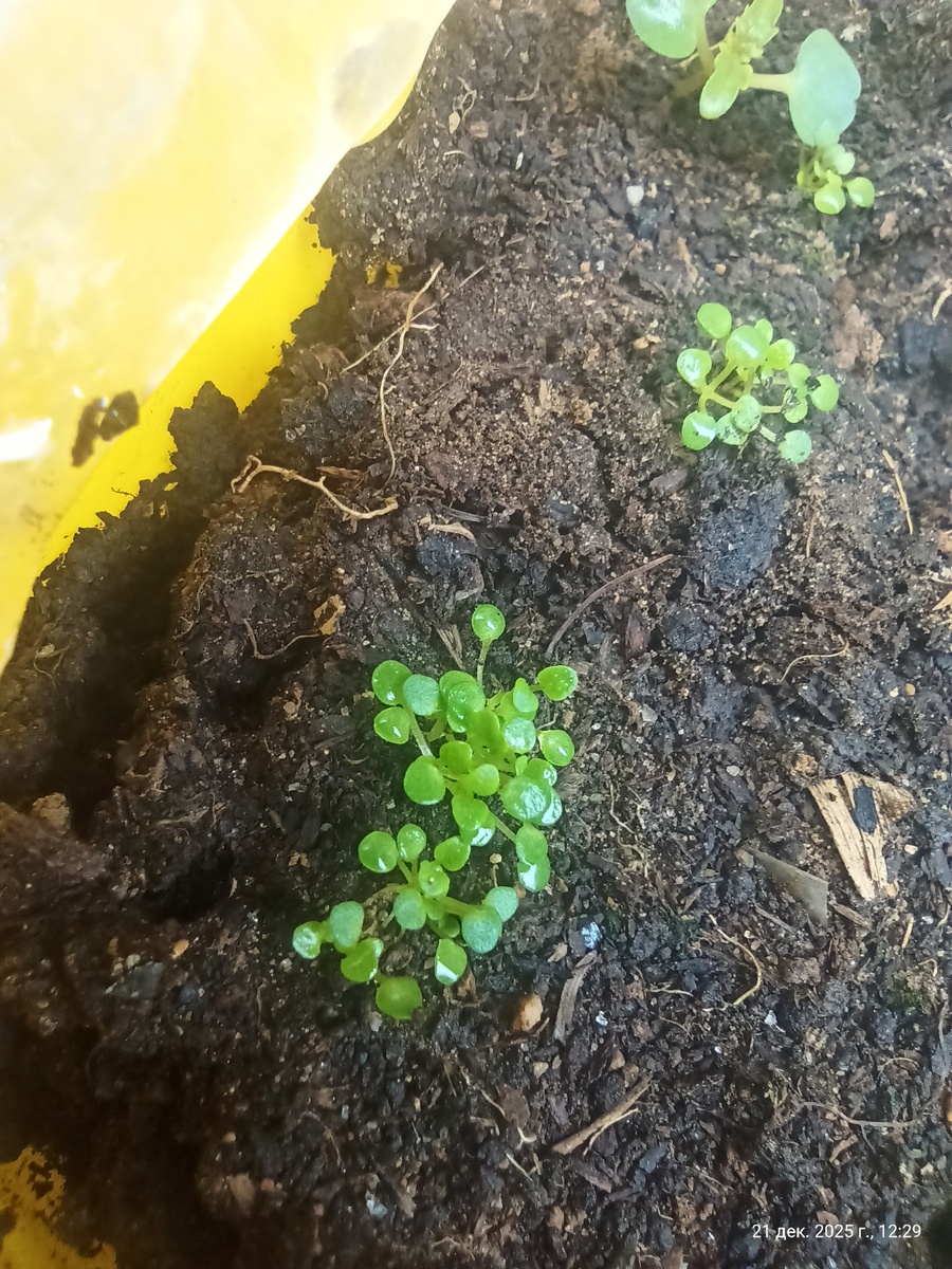 Клопы мятные