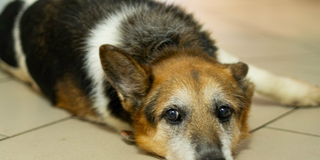 Кто полюбит собаку, которая не может даже твёрдо стоять на лапах?