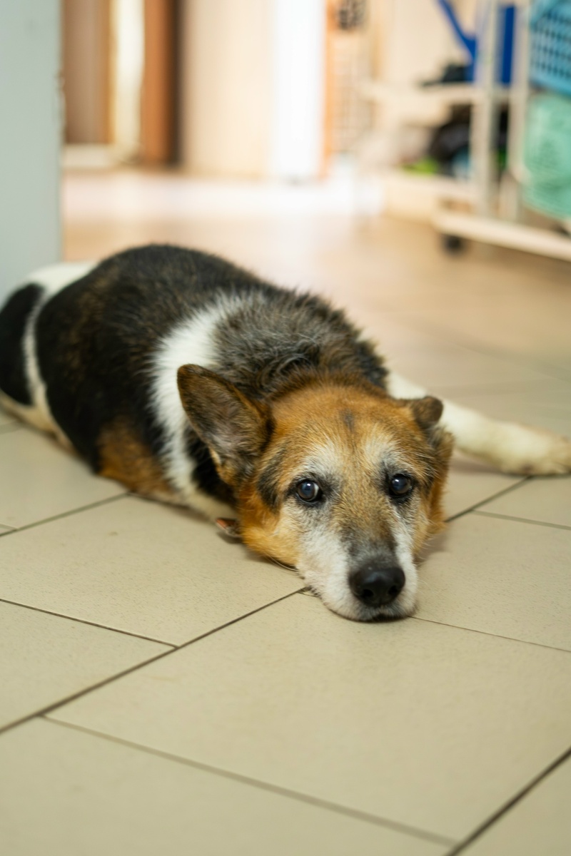Побежать навстречу человеку остаётся несбыточной мечтой...