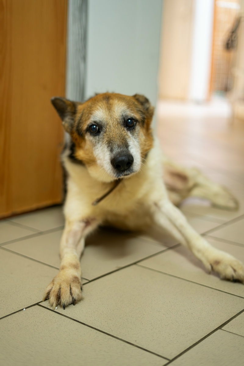 На улице Нику не выжить и дня, ведь просто дойти до миски уже является огромным трудом для него...