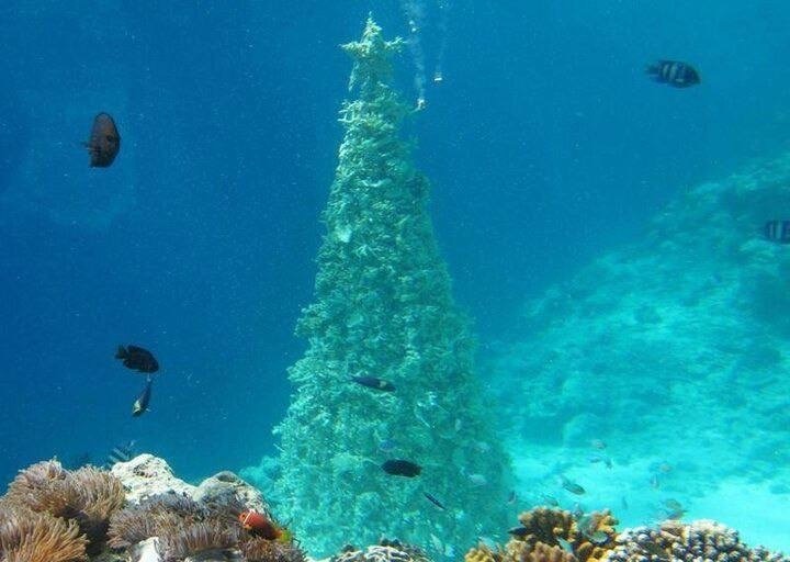 Подводная новогодняя ёлка в ресторане на Мальдивах.