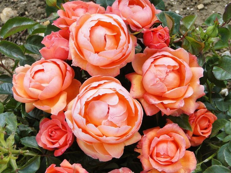 Фото из свободного доступа