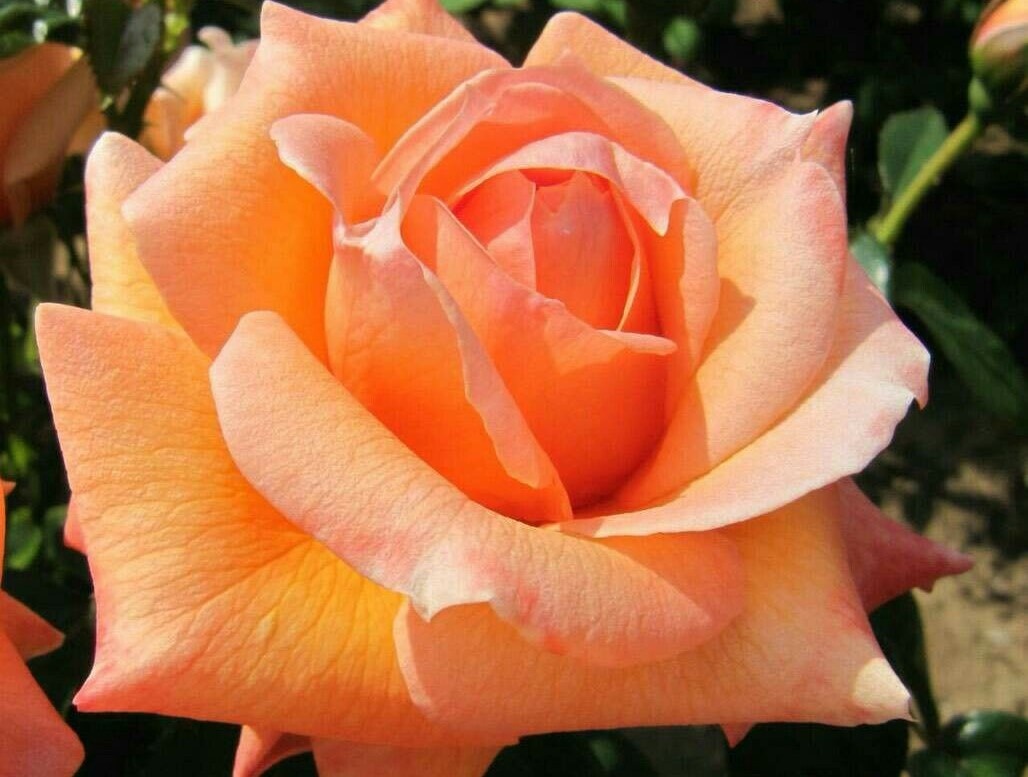 Фото из свободного доступа