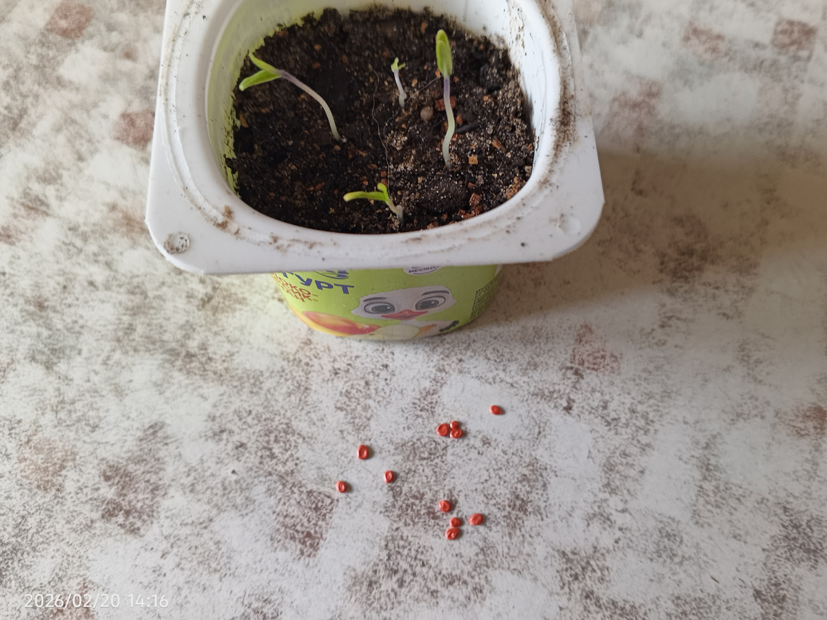 Красные — это семена томата, обработанные производителем.