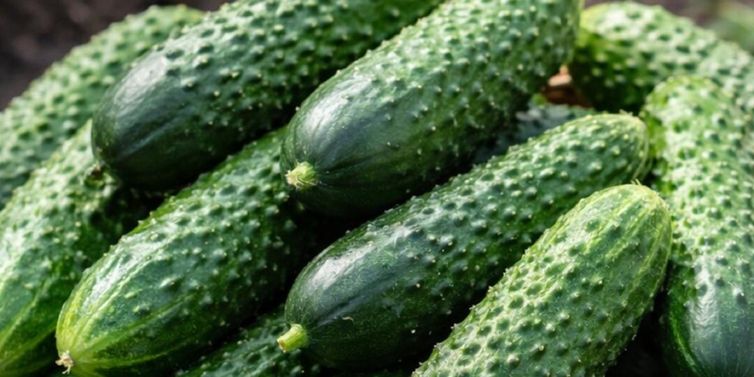 Сорт огурцов "Амур F1" даёт урожай через 37 — 40 дней