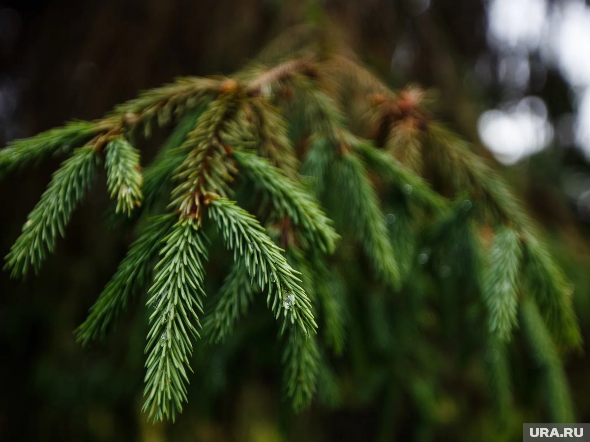     За вырубку ели в лесу могут оштрафовать вплоть до 400 тысяч рублей