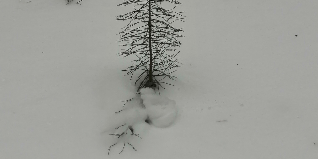 20 декабря. Лесная прогулка.