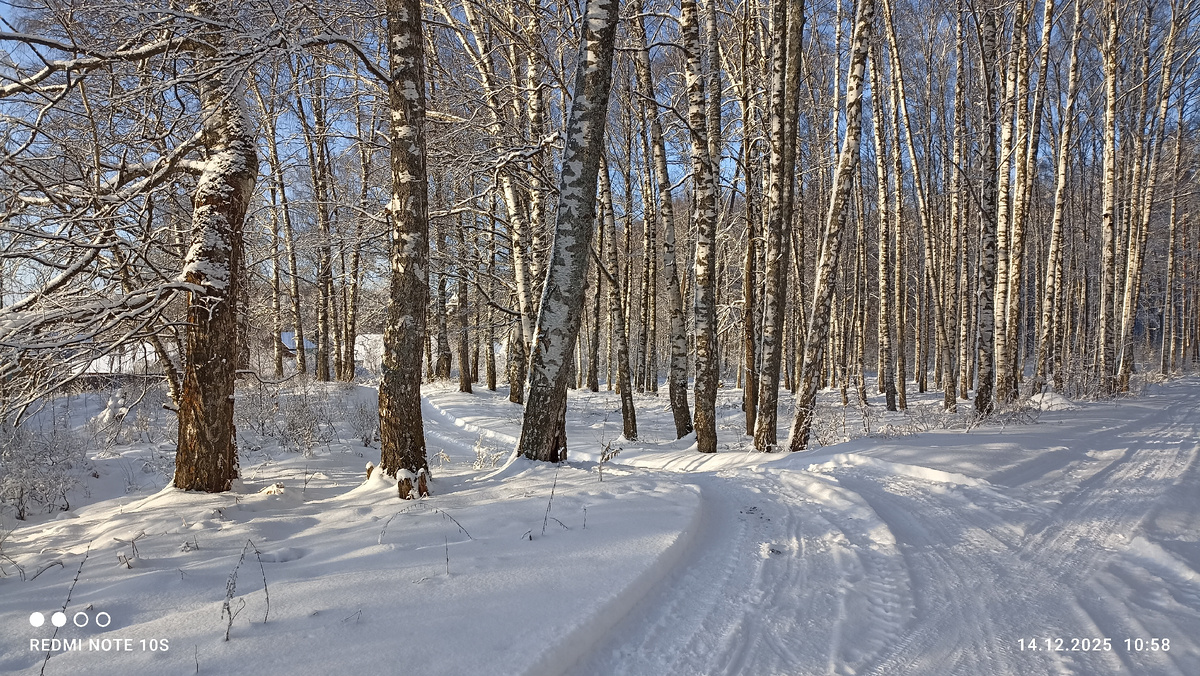 Березовый лес. Фото автора.
