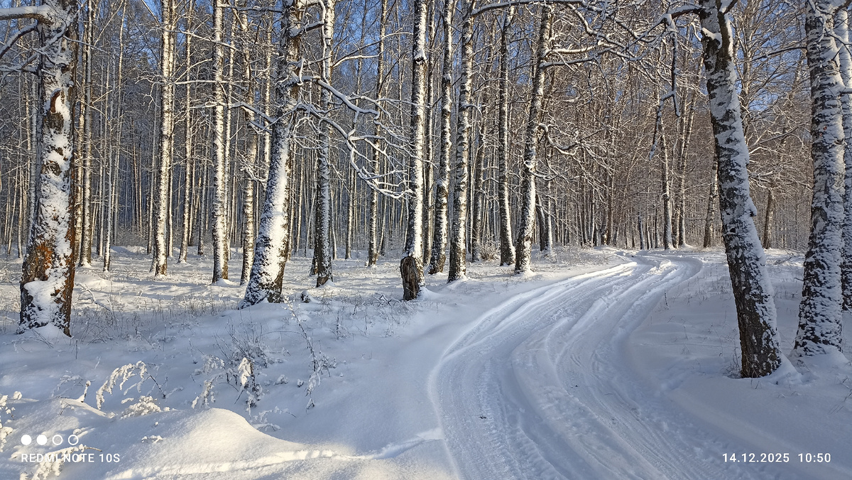 Припорошило снегом стволы берез. Фото автора.