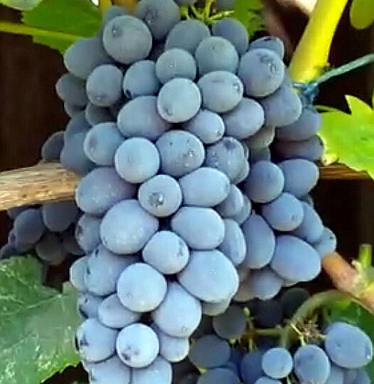 Поговорим о сроках созревания винограда в Средней полосе