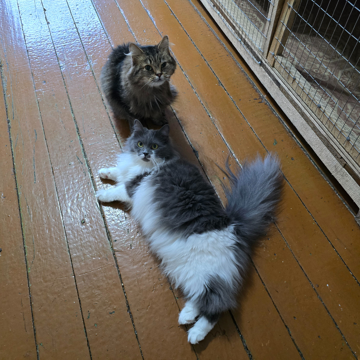                                                     пушистые друзья на полу приюта