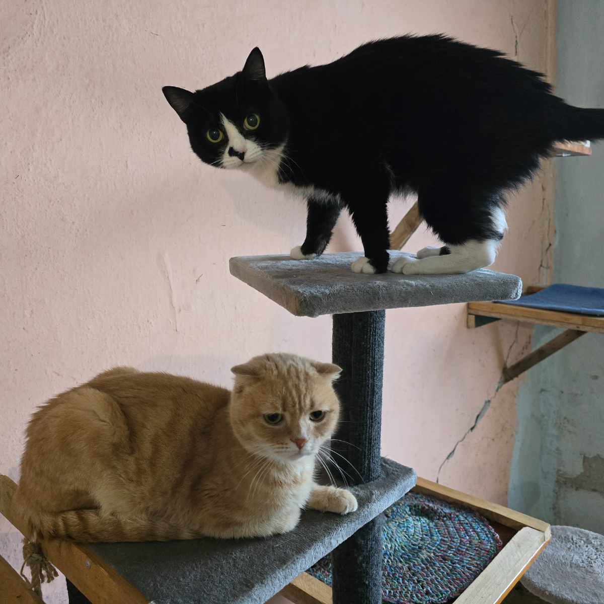                                               дуэт на кошачьем домике