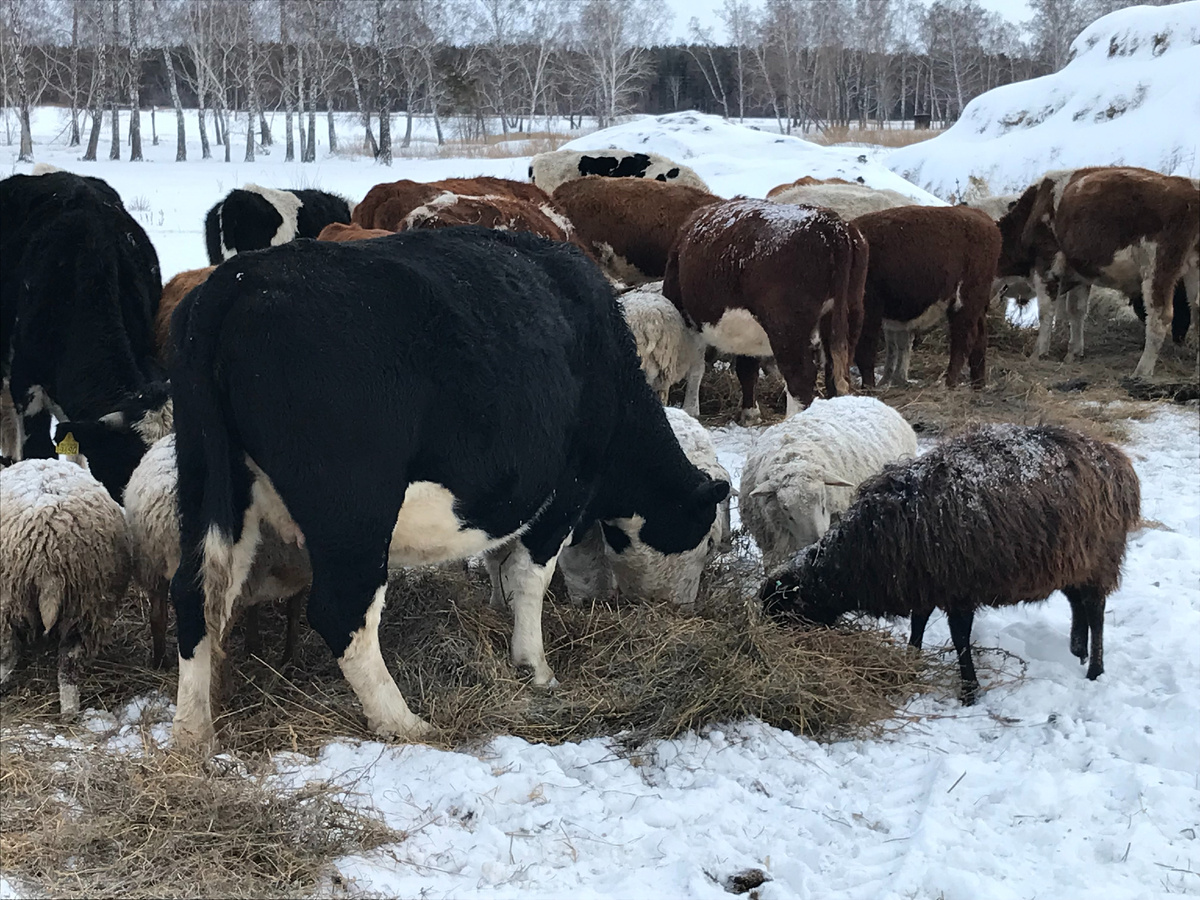 Три года назад в деревне. 22.12.2022 года.