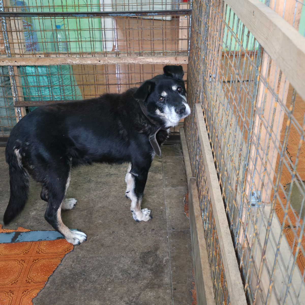 старый пес за решеткой ждет невозможного