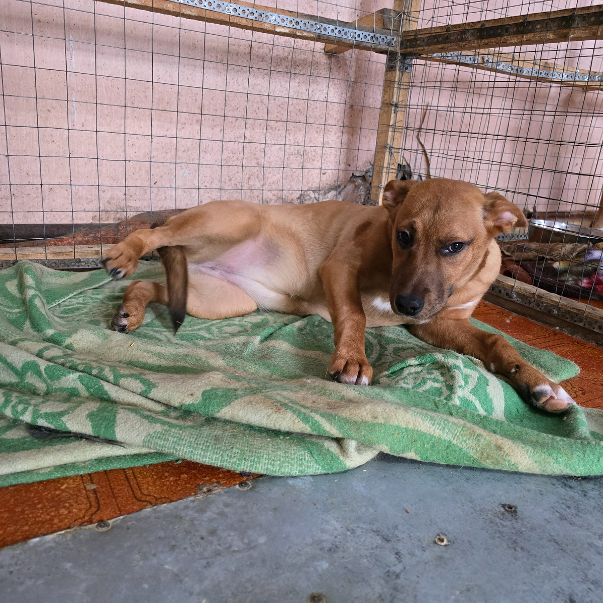 рыжая собака устала верить в завтра