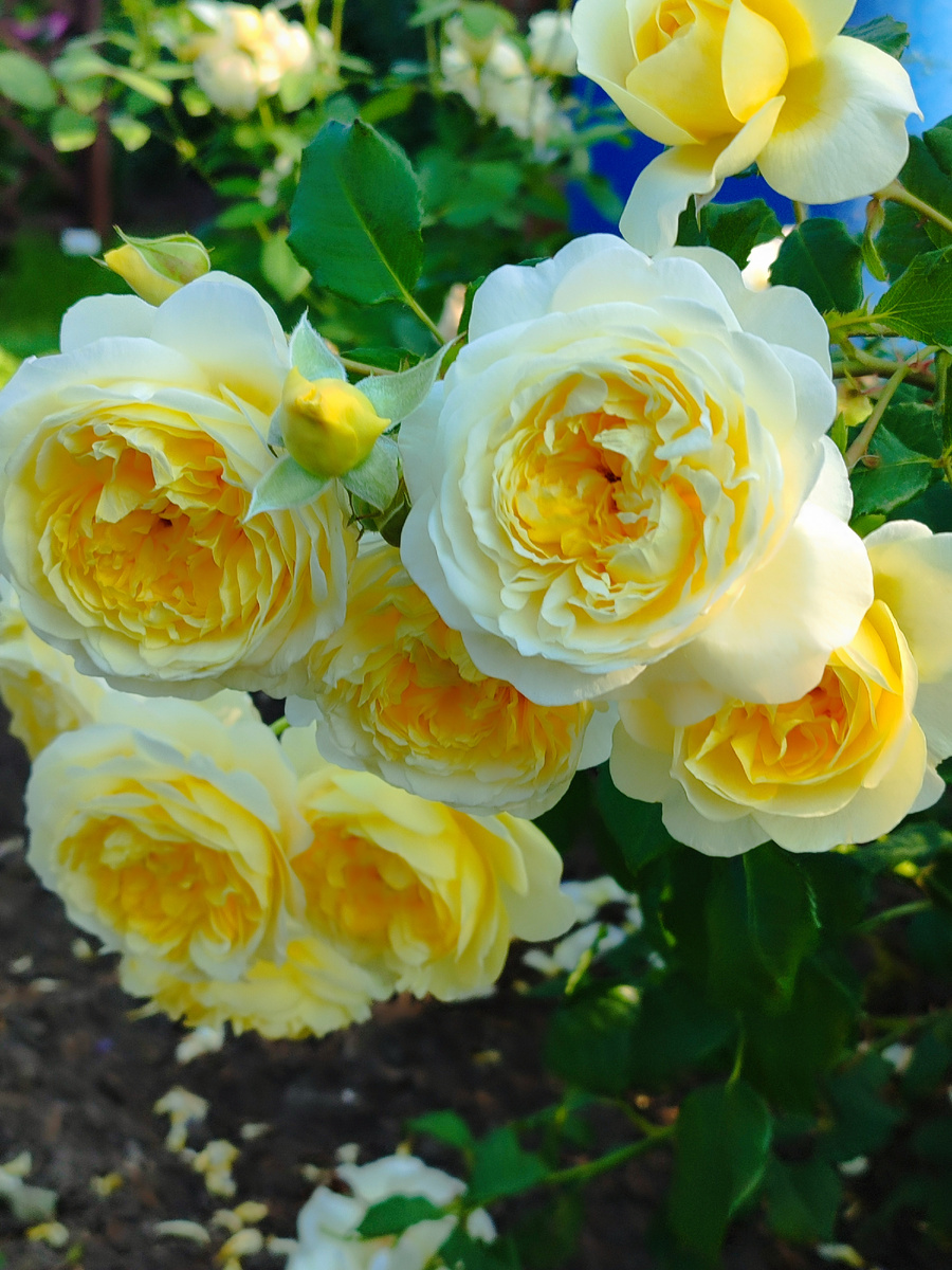 Сегодня только солнечные розочки.Зе поэтс вайф