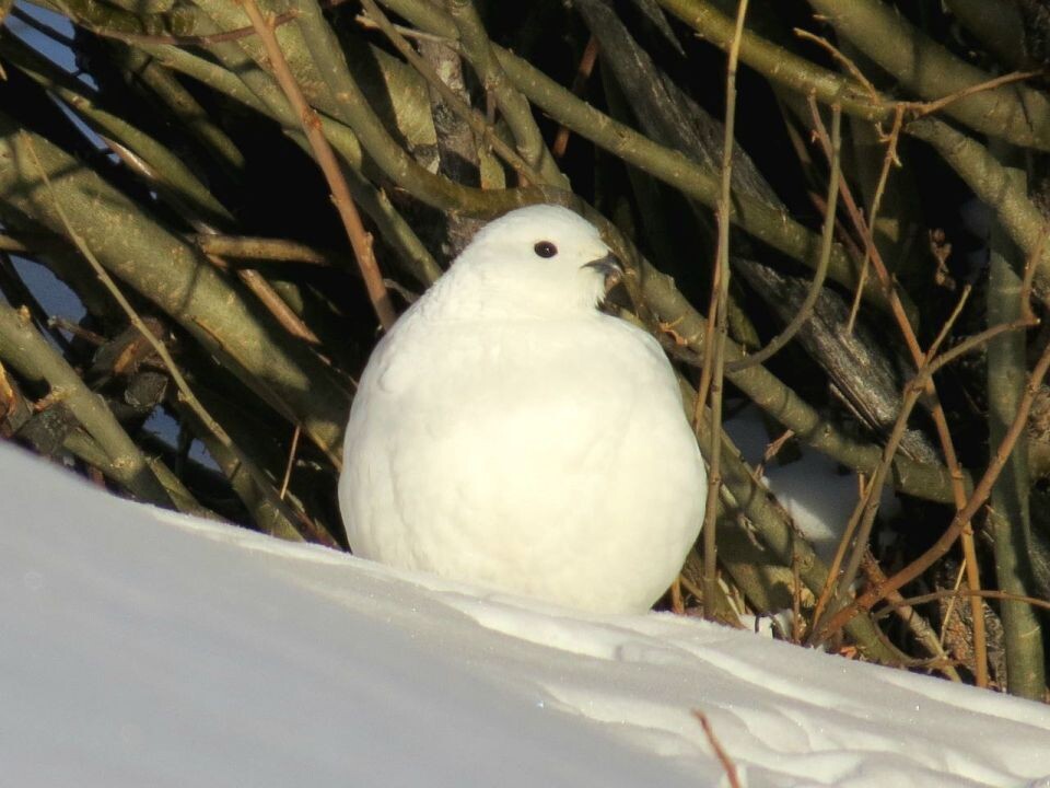    Белые куропатки. Источник: А. Анчин / Сайлюгемский нацпарк