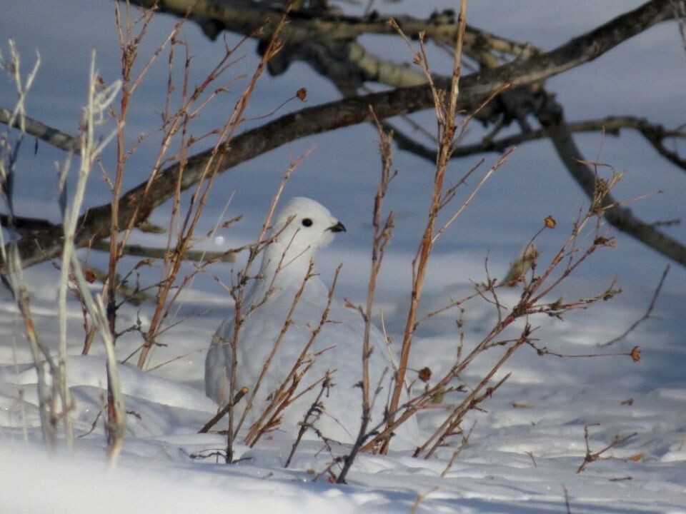    Белые куропатки. Источник: А. Анчин / Сайлюгемский нацпарк