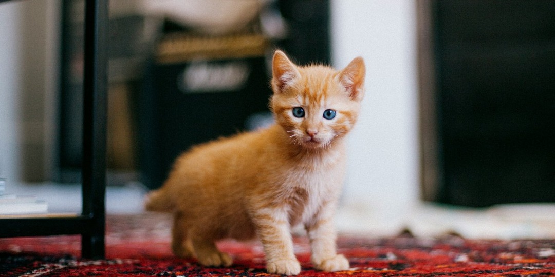 Рыжий котенок Симба ищет семью: история из приюта