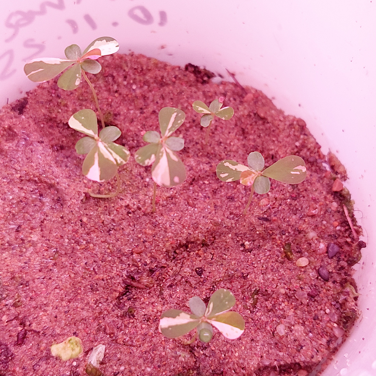 Всходы филлантуса Phyllantus urinaria Variegated pink