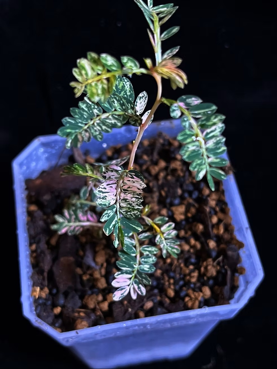 Филлантус Phyllantus urinaria Variegated pink