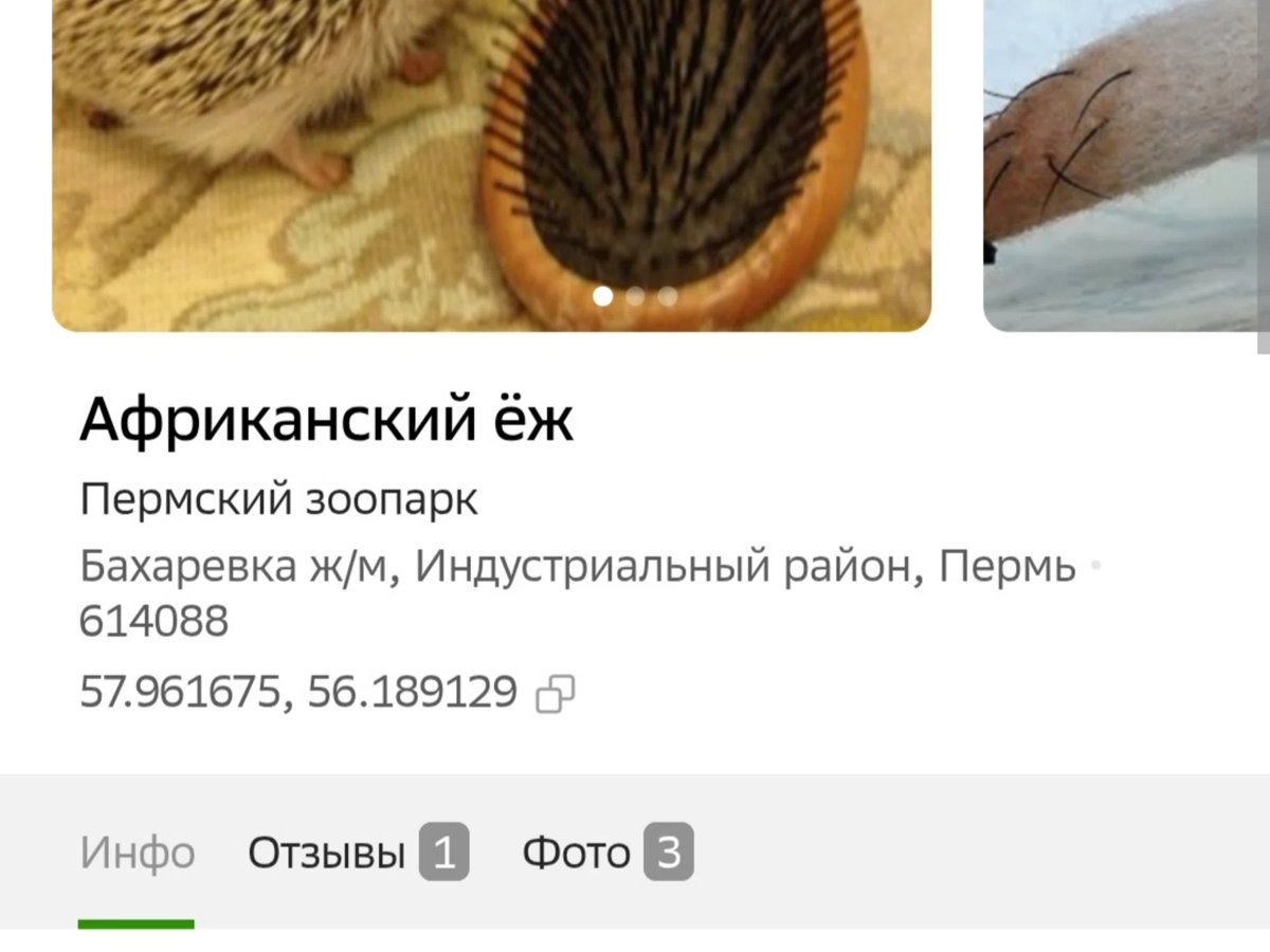    Ежа сравнили с расческой