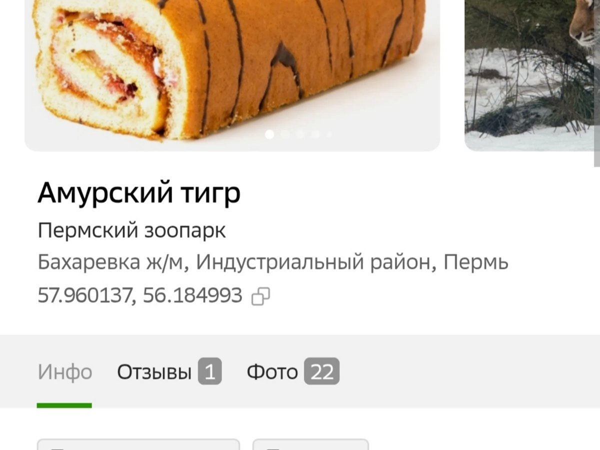    Амурский тигр — превратился в оранжево-черный рулет