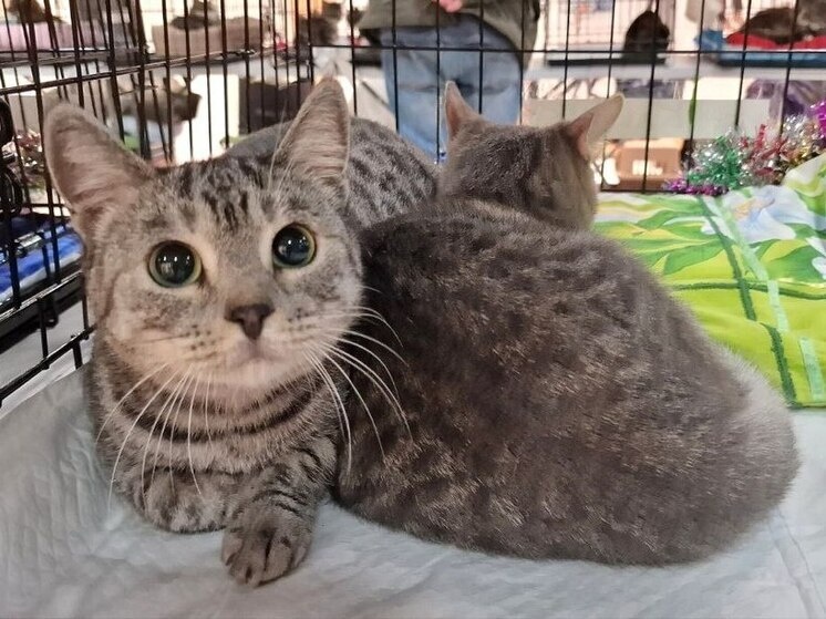     Около 1000 животных нашли новый дом на владивостокских выставка-раздачах фото: telegarm-канал «Животные города_В»